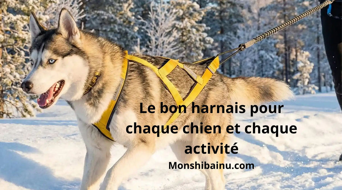 Quel harnais choisir selon le caractère et l’activité de votre chien