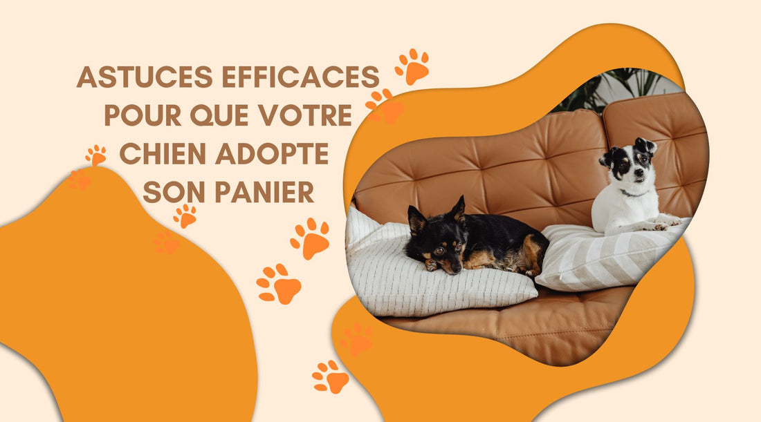 Comment faire pour que mon chien dorme dans son panier ?