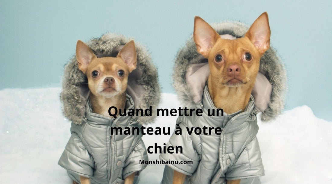 À quelle température mettre un manteau à votre chien ?