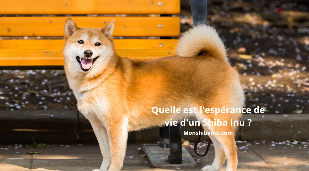 Quelle-est-l-espérance-de-vie-d-un-Shiba-Inu 
