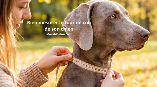 comment-mesurer-tour-cou-chien-collier