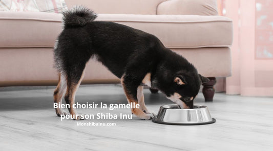Quelle-gamelle-choisir-pour-un-Shiba-inu 