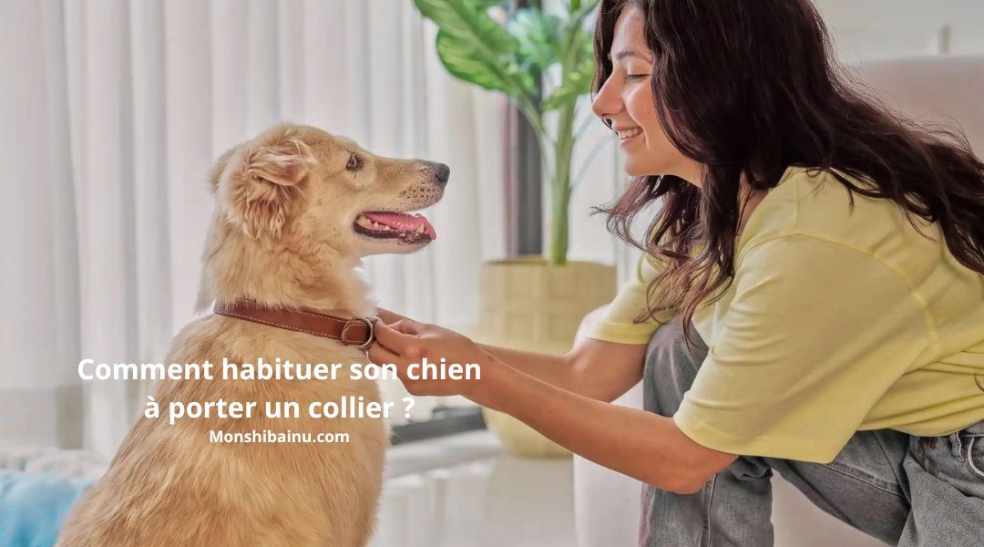 Comment-habituer-son-chien-à-porter-un-collier ?