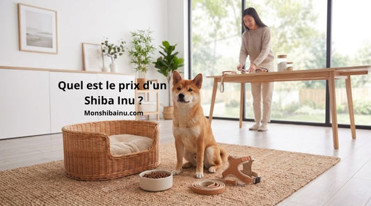 Quel est le prix d'un Shiba Inu ? Budget d'achat et coût annuel