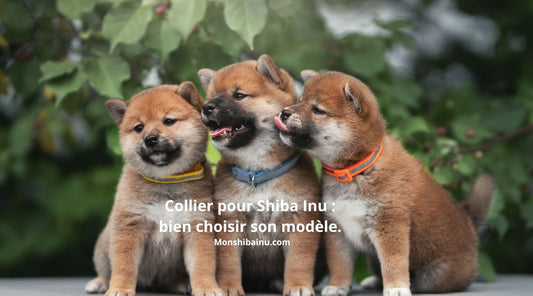 Quel-collier-choisir-pour-un-Shiba-Inu 
