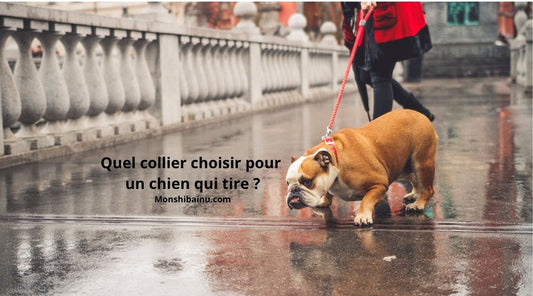 Quel collier-choisir-pour-un-chien-qui-tire-en-laisse 