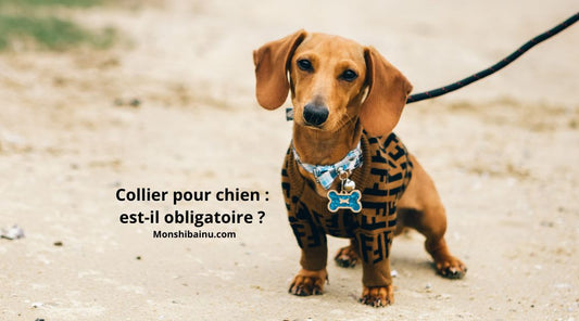 Est-il-obligatoire-de-mettre-un-collier-à-son-chien ?