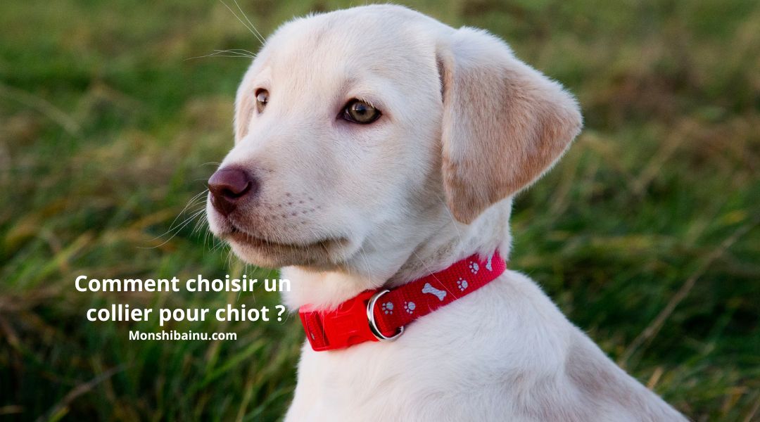 quel-collier-choisir-pour-un-chiot