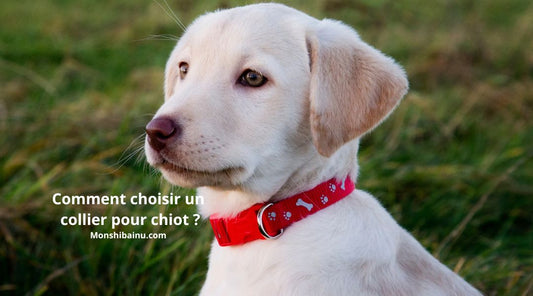 quel-collier-choisir-pour-un-chiot