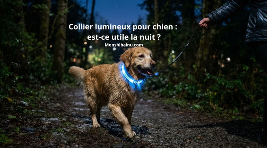 Collier-lumineux-pour-chien-utile-pour-les-promenades-de-nuit ?