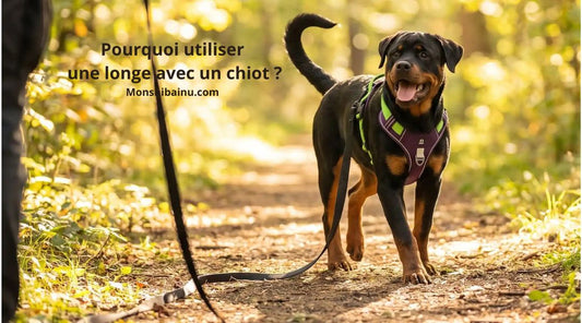 Longe-pour-chiot-comment-bien-commencer 