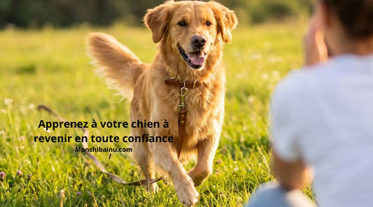 Comment apprendre le rappel avec une longe pour chien ?