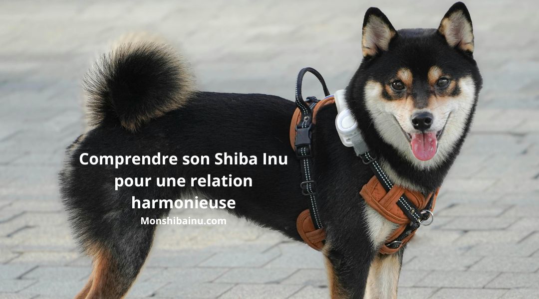 Les-10-erreurs-à-éviter-avec-un-Shiba-Inu 