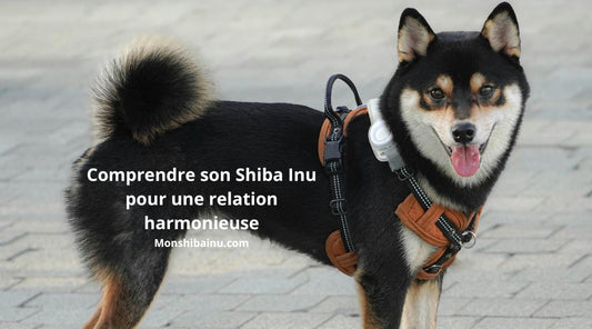 Les-10-erreurs-à-éviter-avec-un-Shiba-Inu 