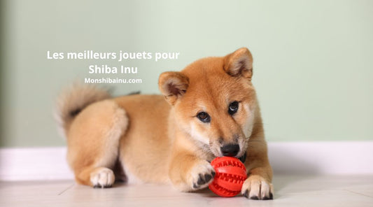 Quel-jouet-choisir-pour-un-Shiba-Inu  