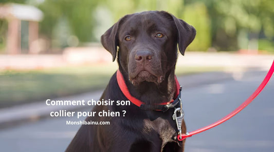 Collier-pour-chien-comment-bien-le-choisir 