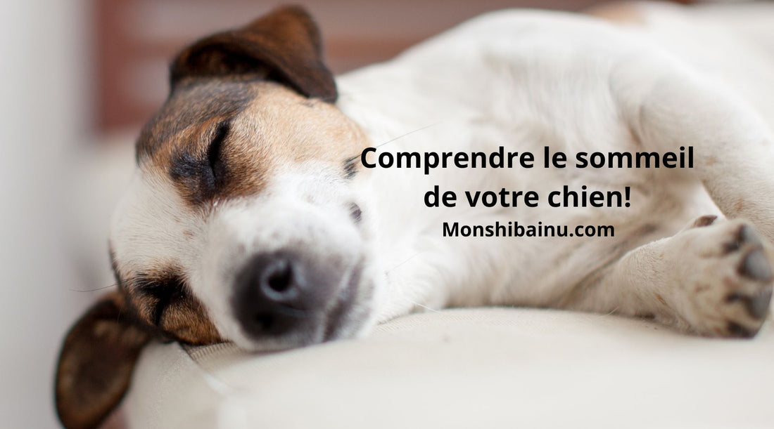 Combien-de-temps-dort-un-chien-?