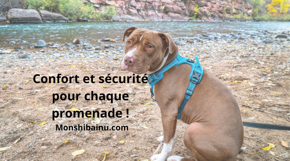 Comment choisir le meilleur harnais pour chien (Guide complet 2026)