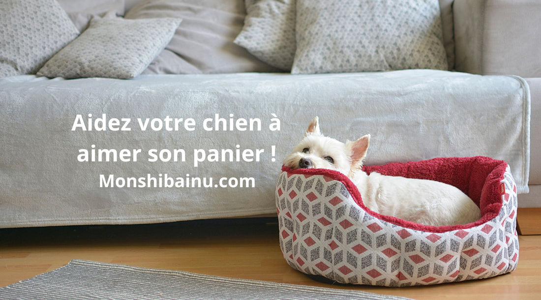 Comment-faire-pour-que-mon-chien-dorme-dans-son-panier-?