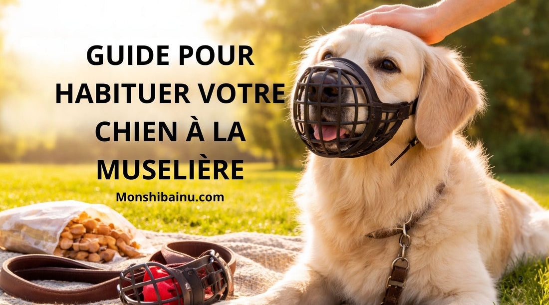 Comment habituer son chien à la muselière sans stress