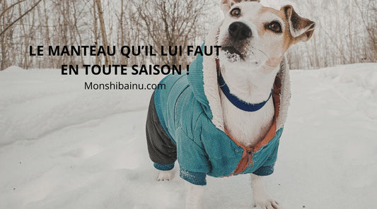 manteau-chien