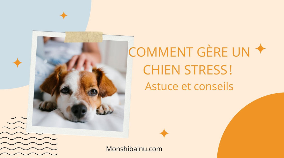 coussin-anti-stress-chien