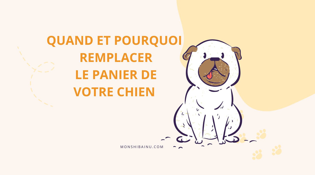 Quand faut-il changer le panier de son chien ?