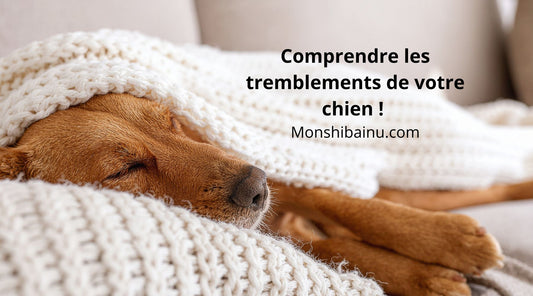 Pourquoi-mon-chien-tremble-?