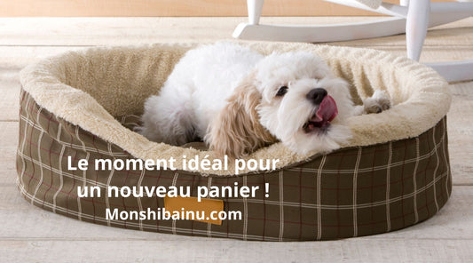 Quand-faut-il-changer-le-panier-de-son-chien ?