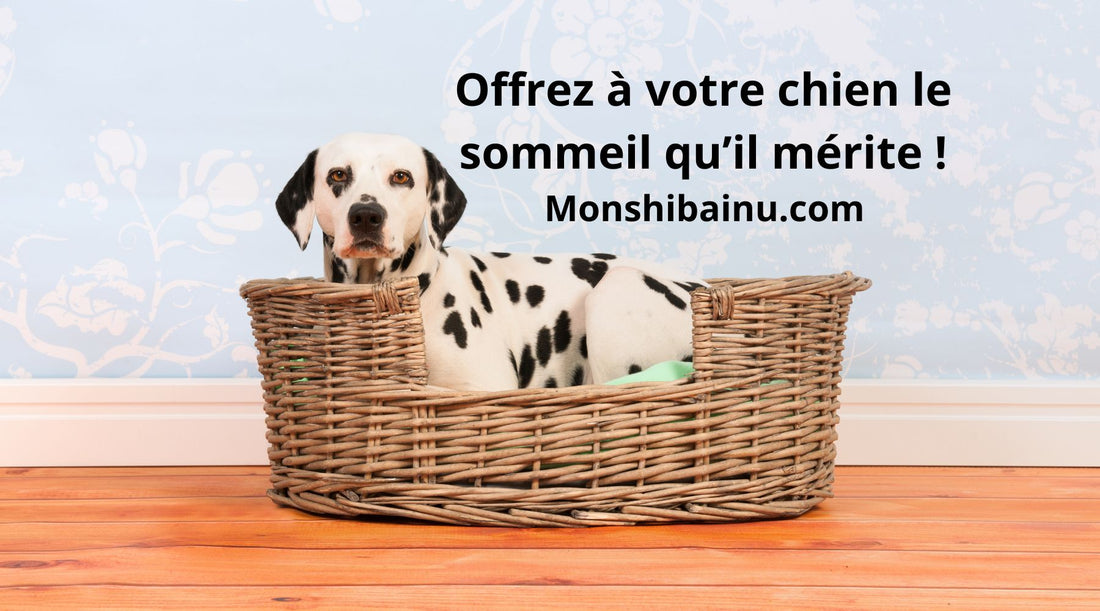 Quel-panier-pour-chien-chosir?