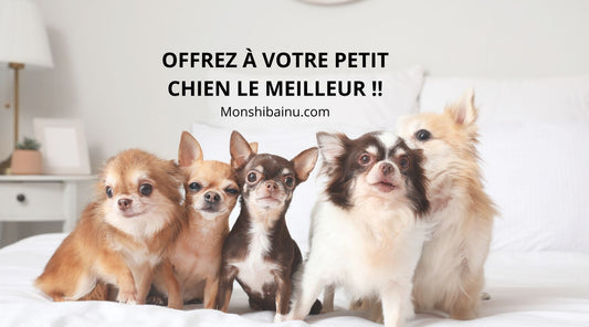 Race-de-chien-petit