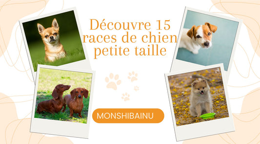 race de chien petit