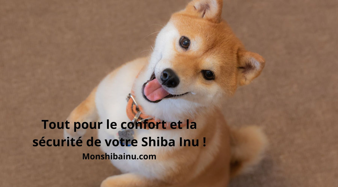 Guide complet : accessoires et soins pour votre Shiba Inu