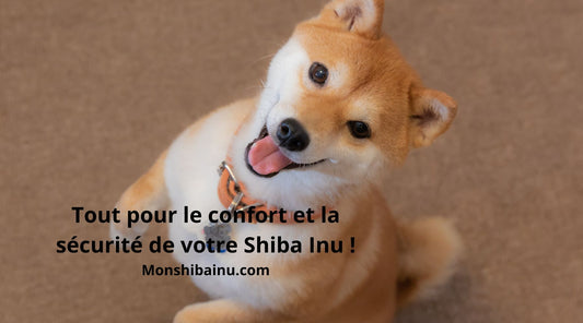 Guide complet : accessoires et soins pour votre Shiba Inu