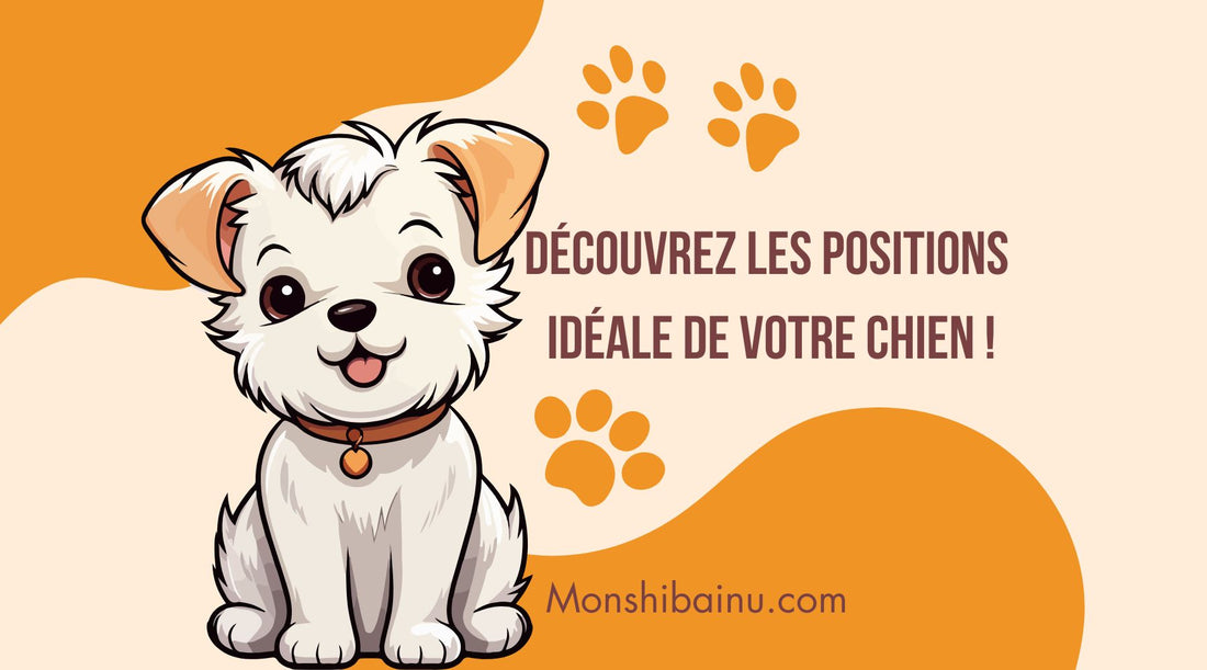 Quelle est la meilleure position pour qu’un chien dorme ?