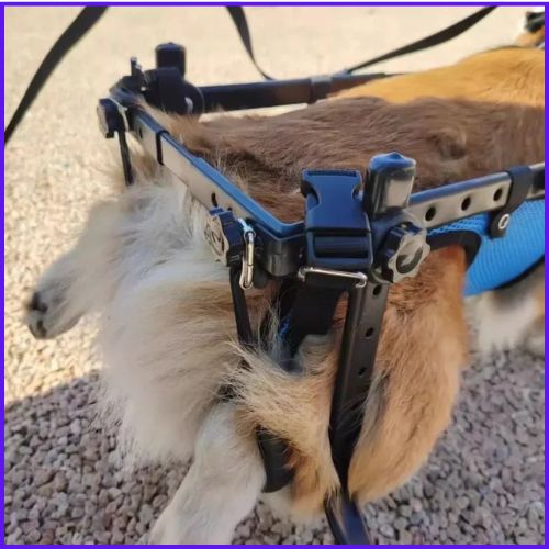 Chariot-pour-chien-handicapé-soutien-total-sangles