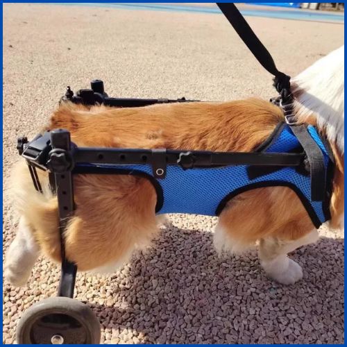 Chariot-pour-chien-handicapé-soutien-total-roue