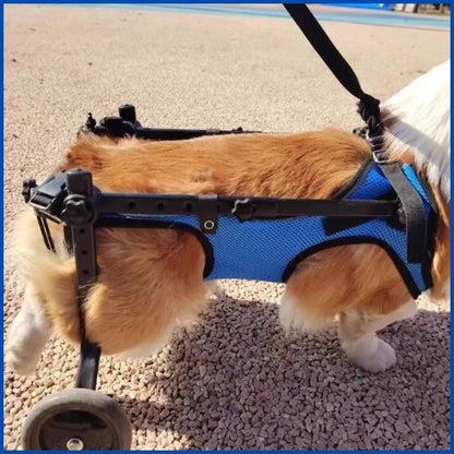 Chariot-pour-chien-handicapé-soutien-total-roue