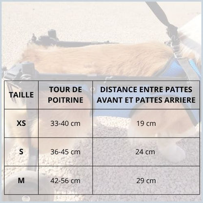 Chariot-pour-chien-handicapé-soutien-total-taille