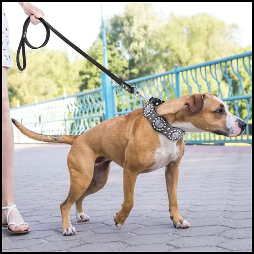 Collier-chien-cuir_artisanal-et-confortable-noir-resistant