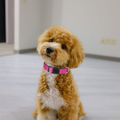 Collier-chien-en-nylon-résistant-avec-couture-réfléchissante_rose