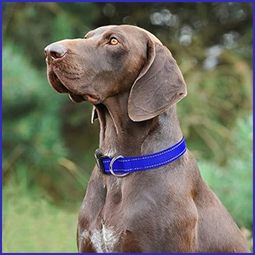 collier-chien_en-nylon-résistant-avec-couture-réfléchissante-bleu