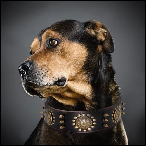 Collier-chien_cuir_résistant-clouté-noir