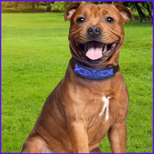 Collier-lumineux_chien-LED-connecté-avec-Bluetooth-bleu