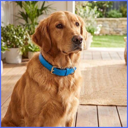Collier-pour-chien-rembourré-et-imperméable-bleu