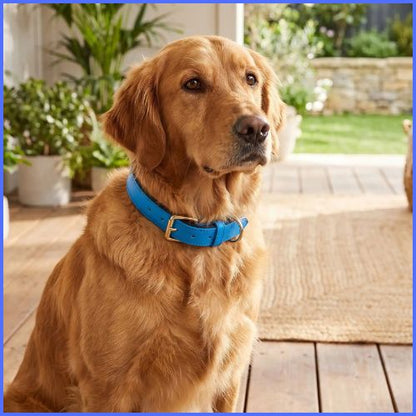 Collier-pour-chien-rembourré-et-imperméable-bleu