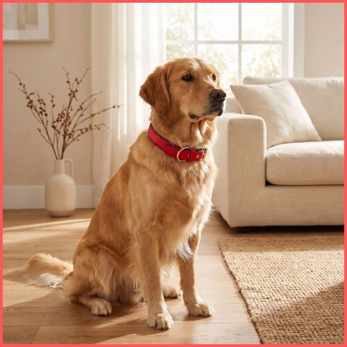 Collier-pour-chien-rembourré-et-imperméable-rouge
