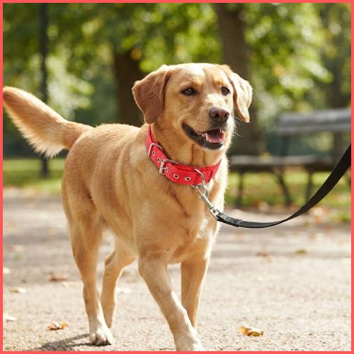 Collier_chien-en-nylon-résistant-et-réglable-rouge