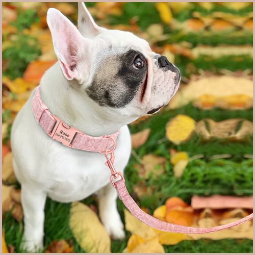 Collier-chien-personnalisé-avec-gravure-et-laisse-rose
