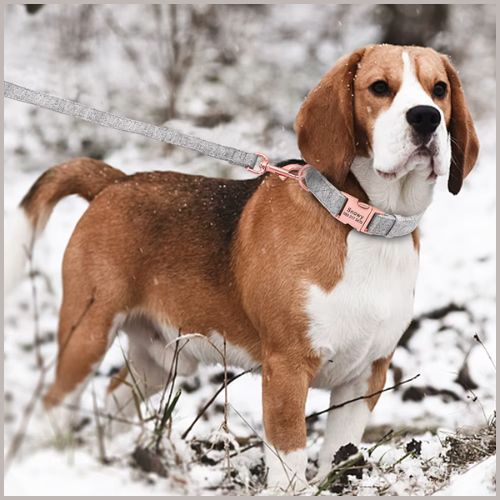 Collier-chien-personnalisé-avec-gravure-et-laisse-gris